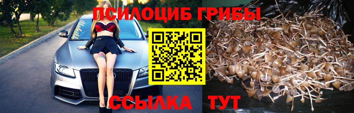 Галлюциногенные грибы Psilocybine cubensis  Вход с VPN  Новокуйбышевск 